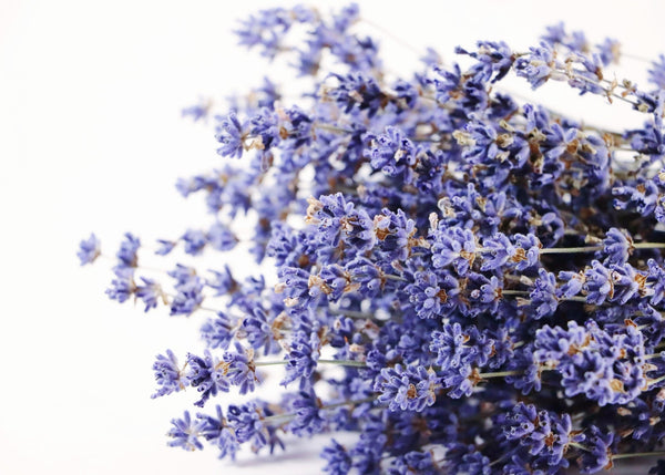 folgate lavender seeds Folgate (Dried)