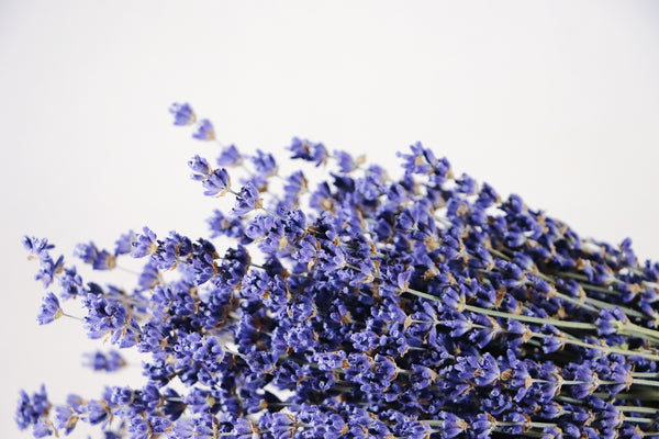 Super Blue Royal Velvet Lavender Bunch - Short Stem Single Bunch by Dried Decor