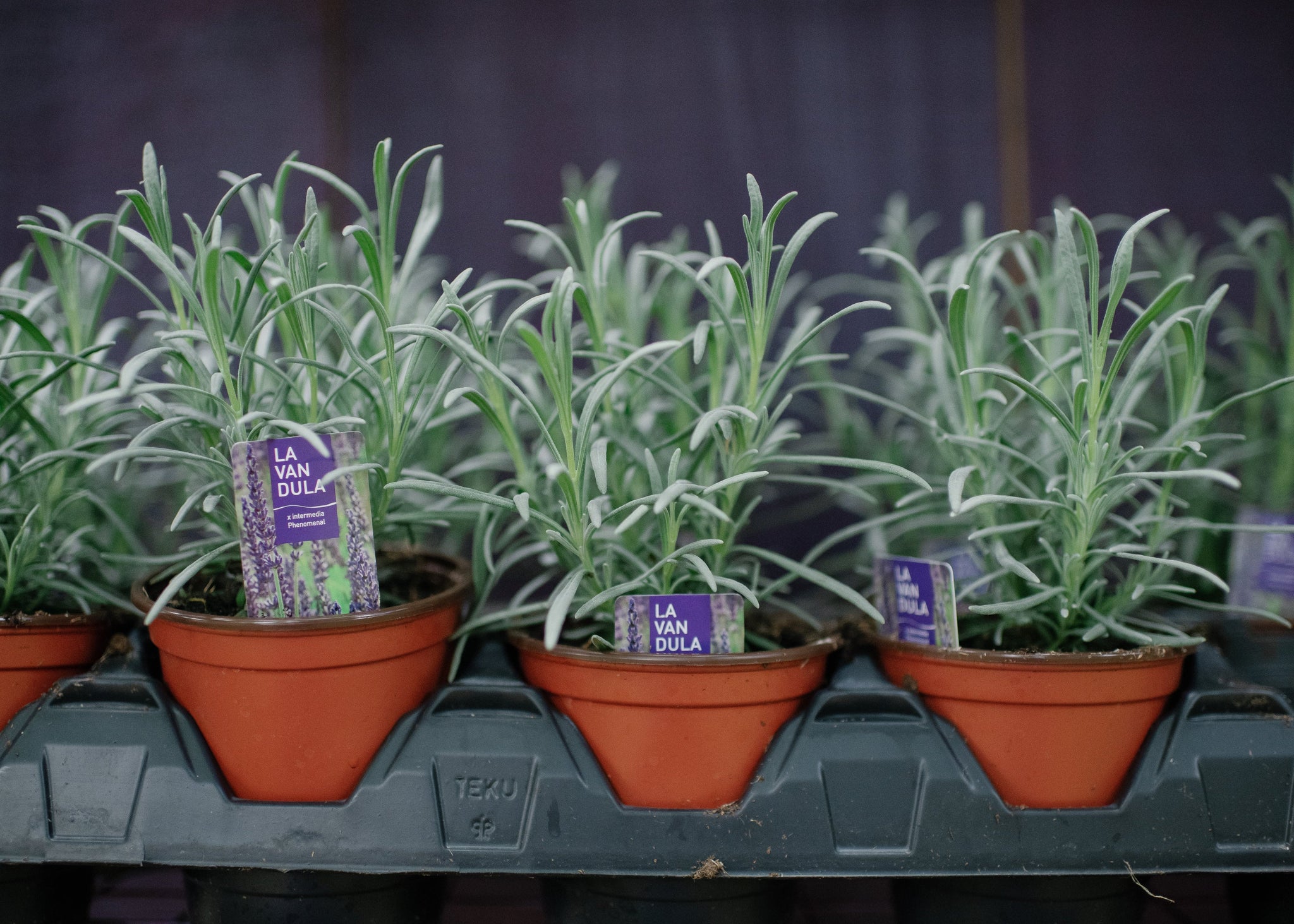 Lavender 4" Pot PRE-ORDER