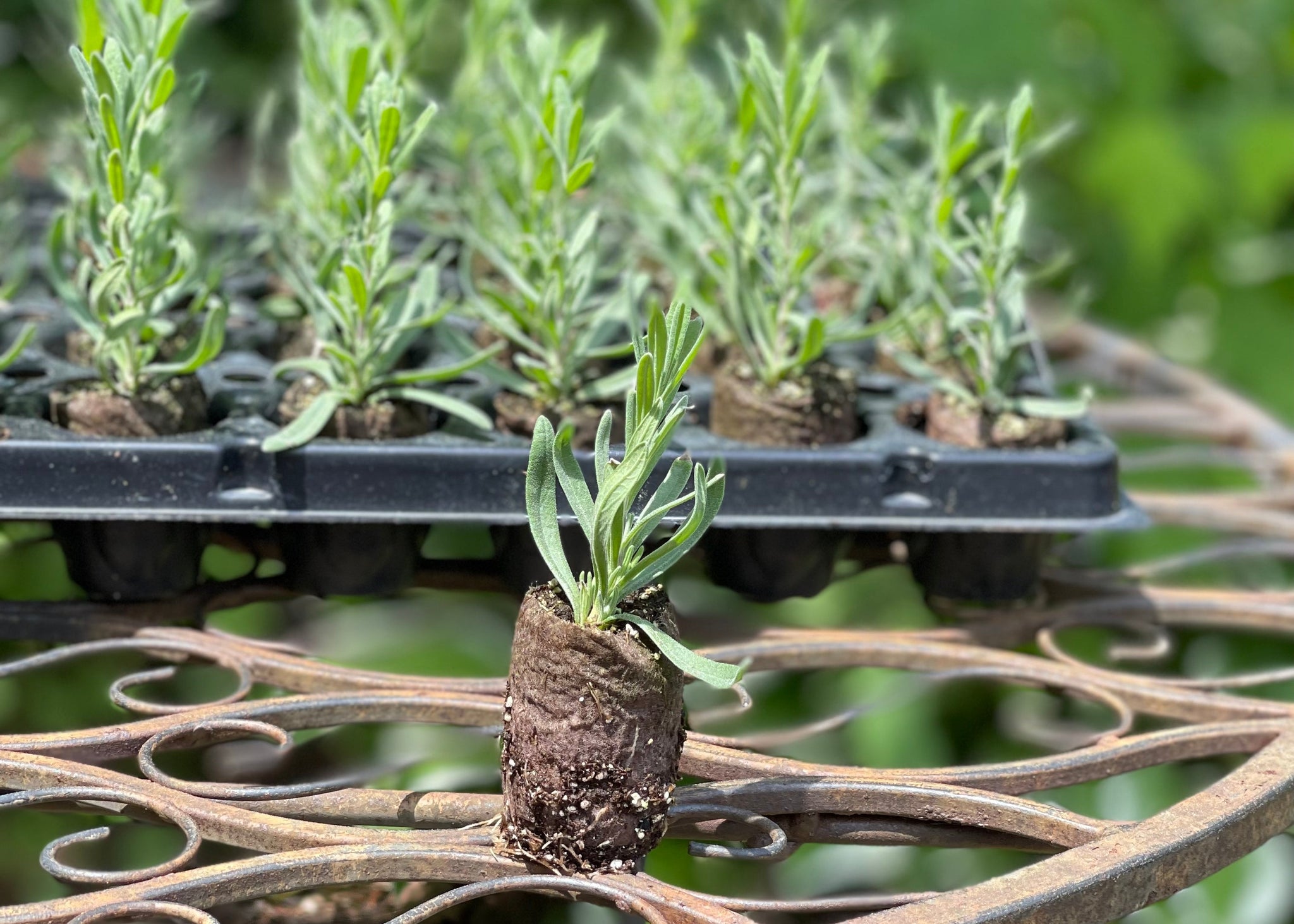 lavender plant plugs Lavender Plugs