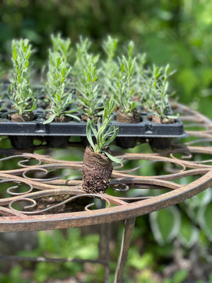 Lavender Plugs
