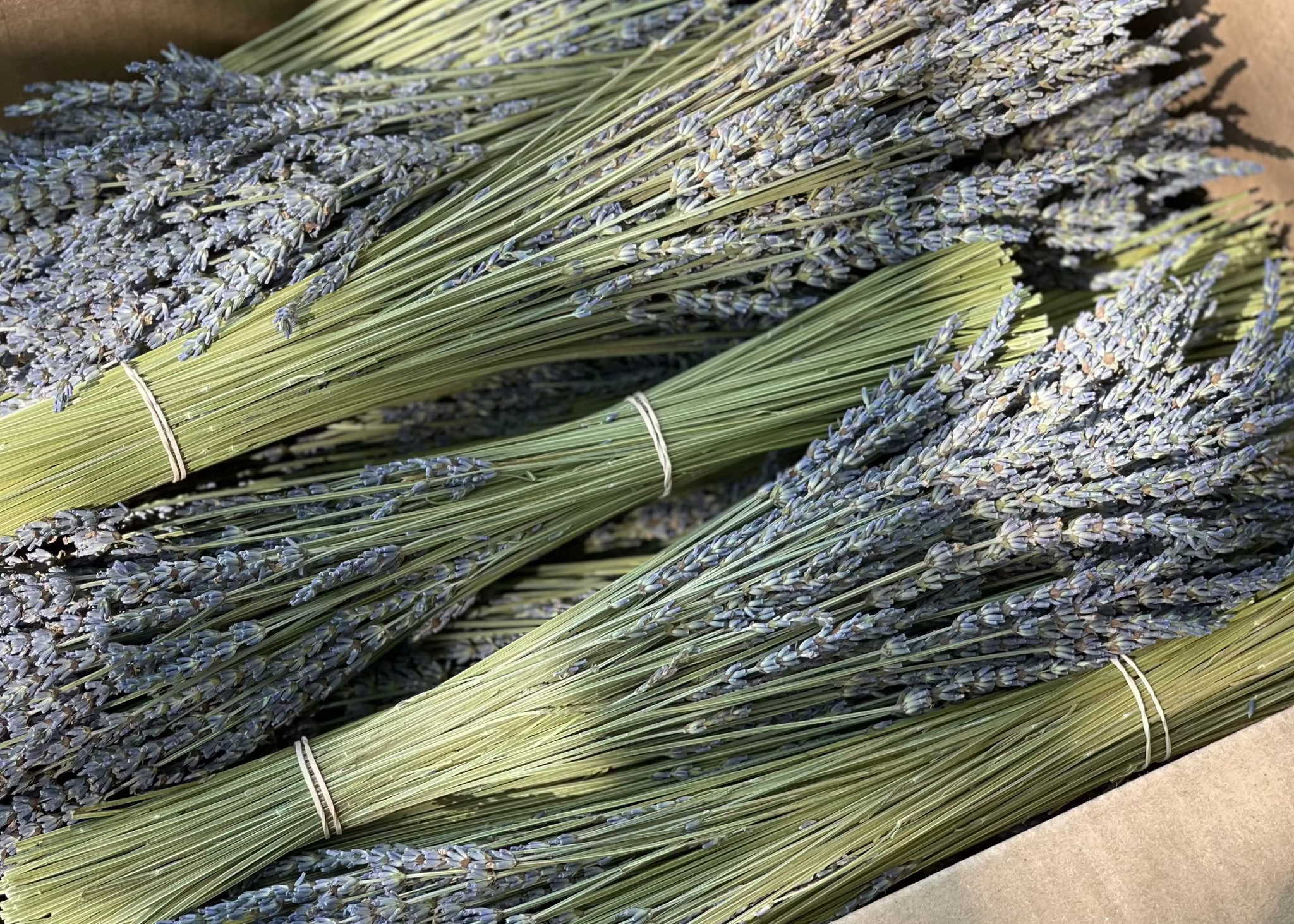 phenomenal lavender seeds bulk Bulk Phenomenal Dried Lavender