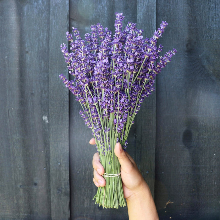  Kelso Lavender, Fresh English Lavender Bouquet, Royal Velvet, 14 inches