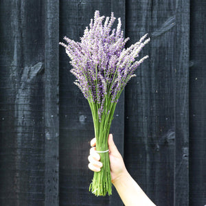 Kelso Lavender, Fresh French Lavender Bouquet, Phenomenal, 18 inches