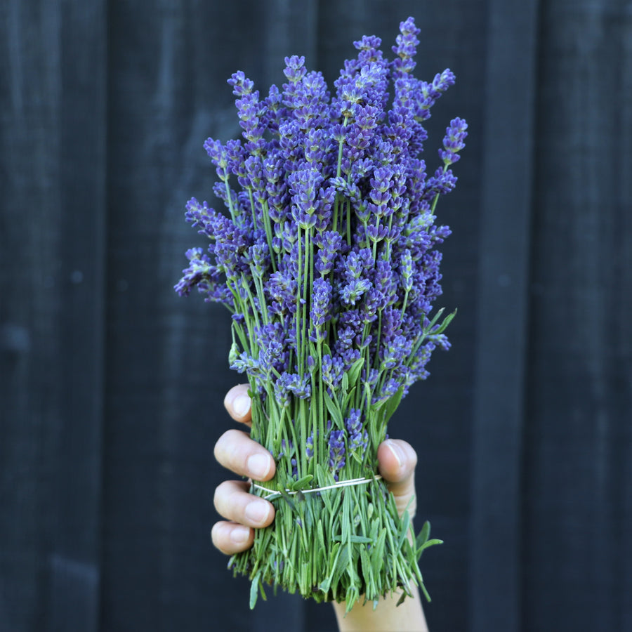 Kelso Lavender, Fresh English Lavender Bouquet, Super Blue, 7 inches