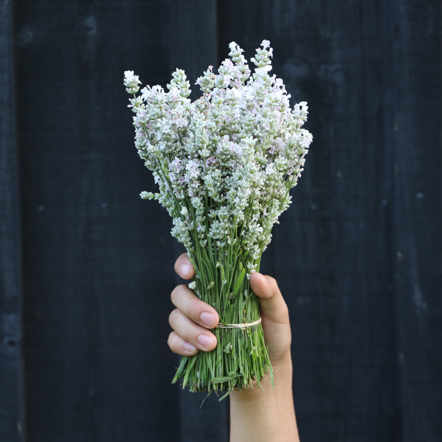 Kelso Lavender, Fresh English Lavender Bouquet, Melissa, 10 inches, 200 stems