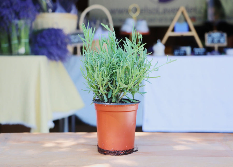 Lavender 4" Pot PRE-ORDER