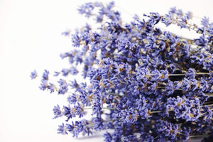Kelso Lavender, Dried English Lavender Bouquet, Folgate, 12 inches, 200 stems, Close Up View