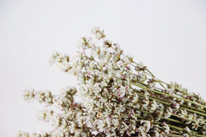 Kelso Lavender, Dried English Lavender Bouquet, Melissa, 10 inches, 200 stems, Close Up View